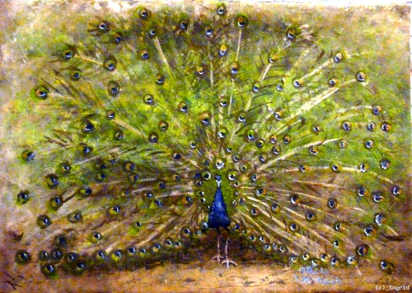 Der Pfau Im Faunapark Solingen Acryl Von Ingrid At Artists24 Net Kunstler Kunst Und Kunstwerke